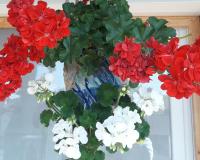 Bild: Blumenampel 